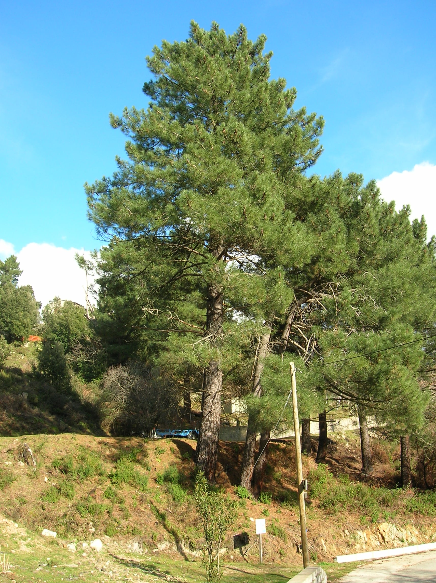 Maritime Pine tree