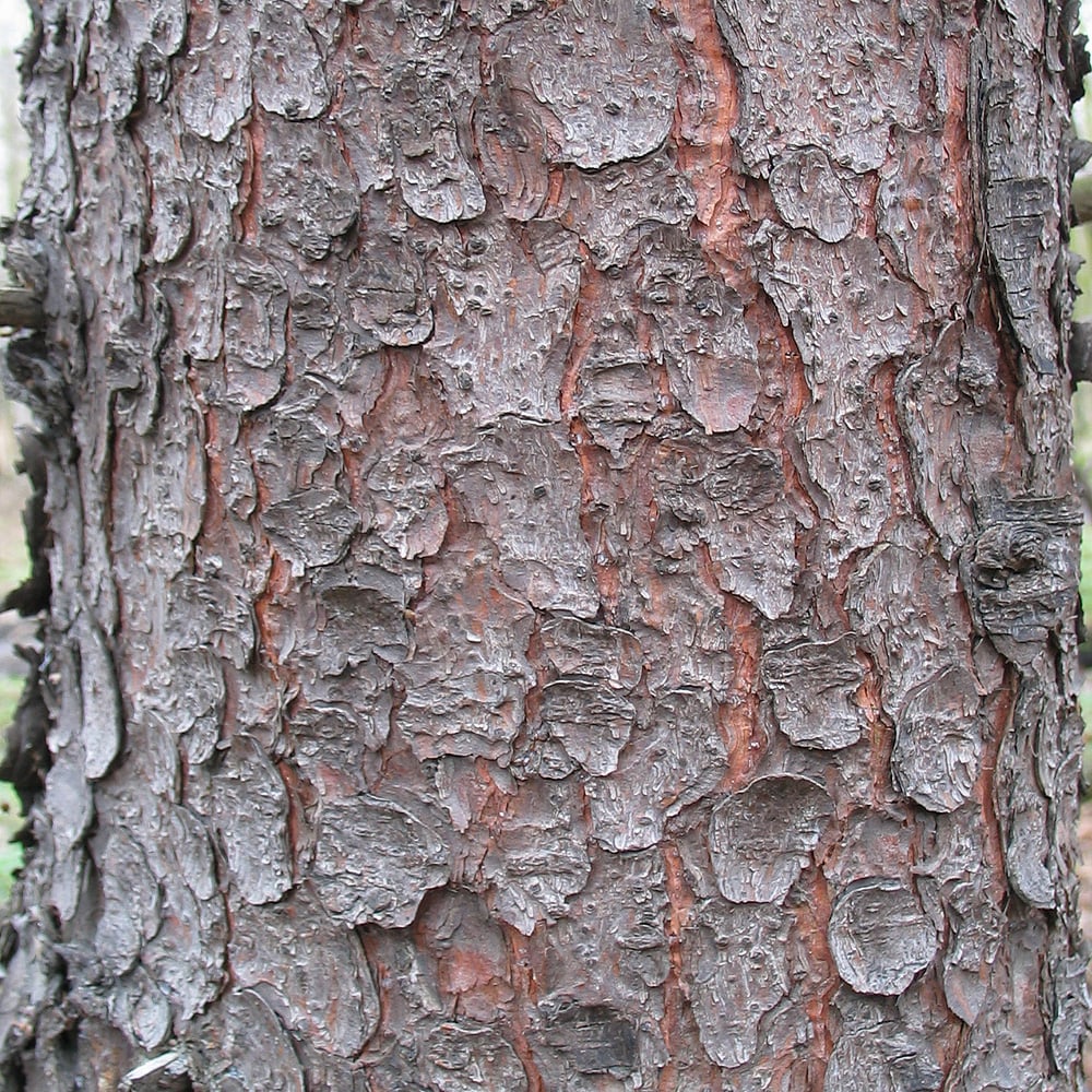 Norway Spruce bark