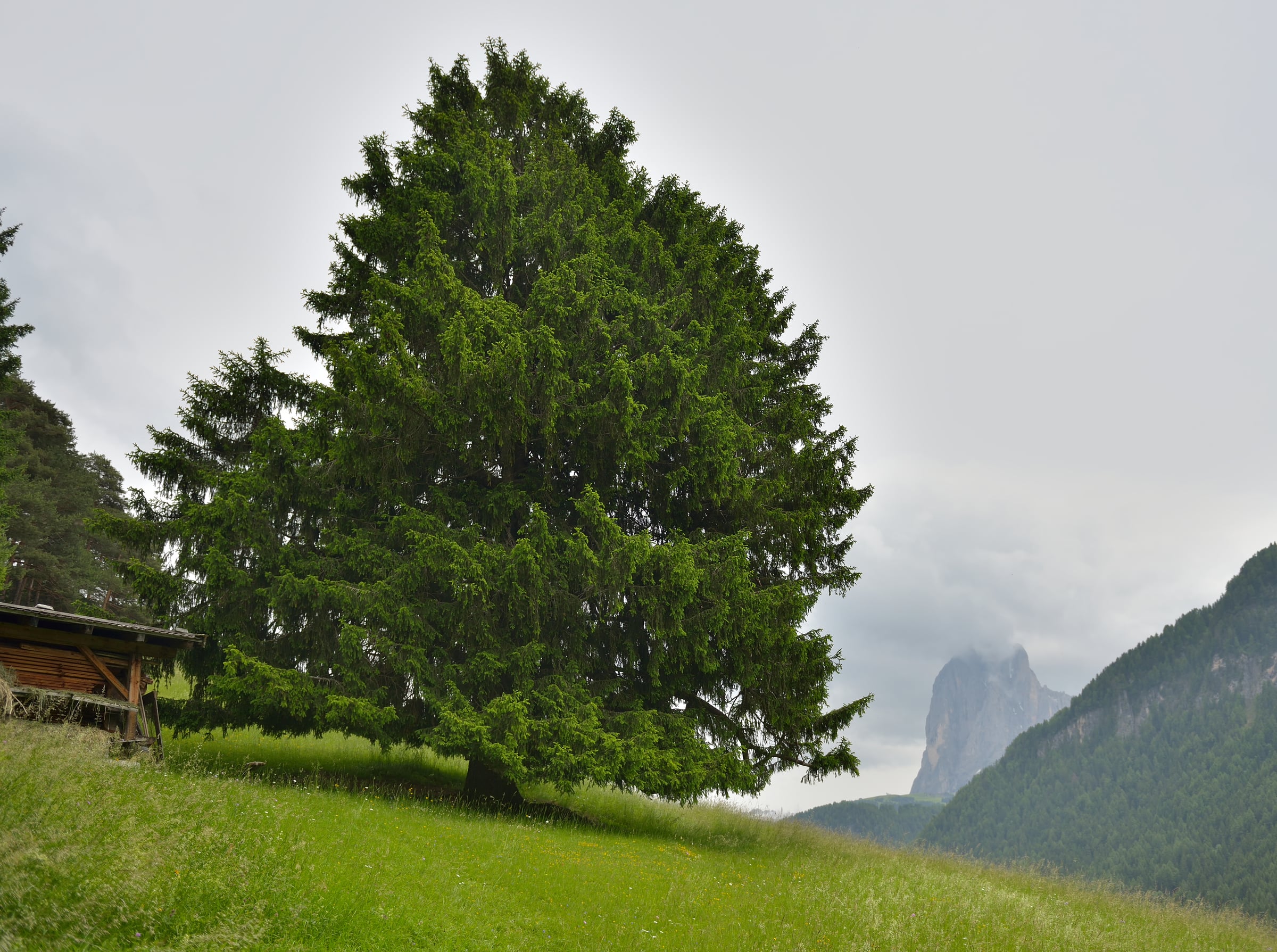 Norway Spruce tree