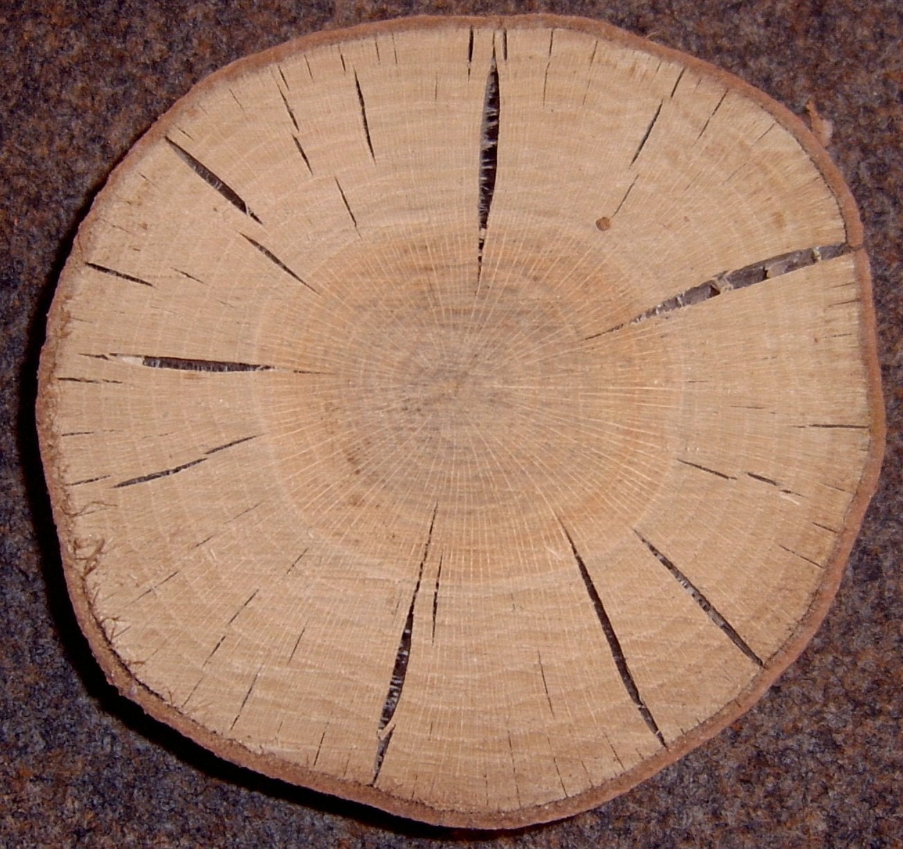 Red Oak grain
