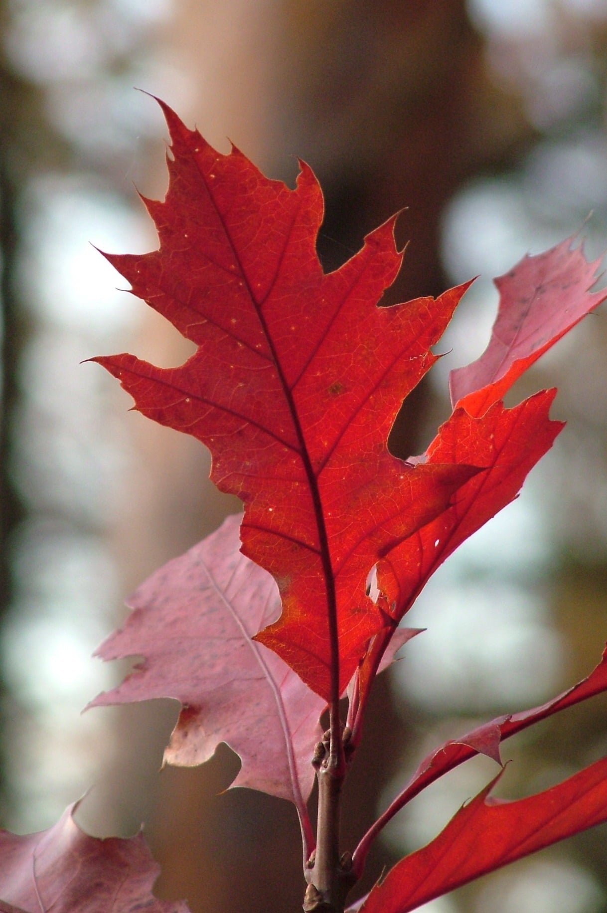 Red Oak leaf
