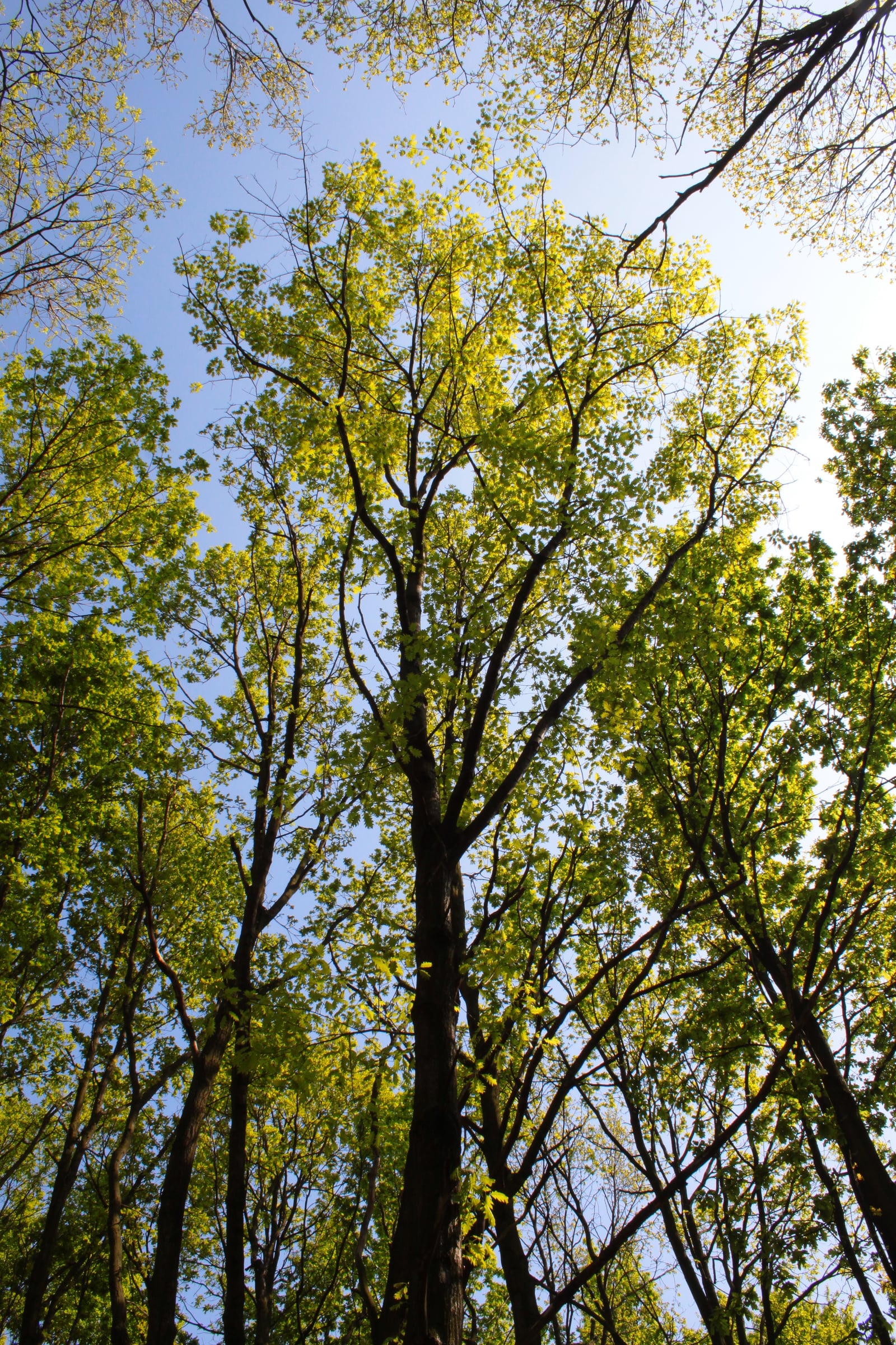 Red Oak tree