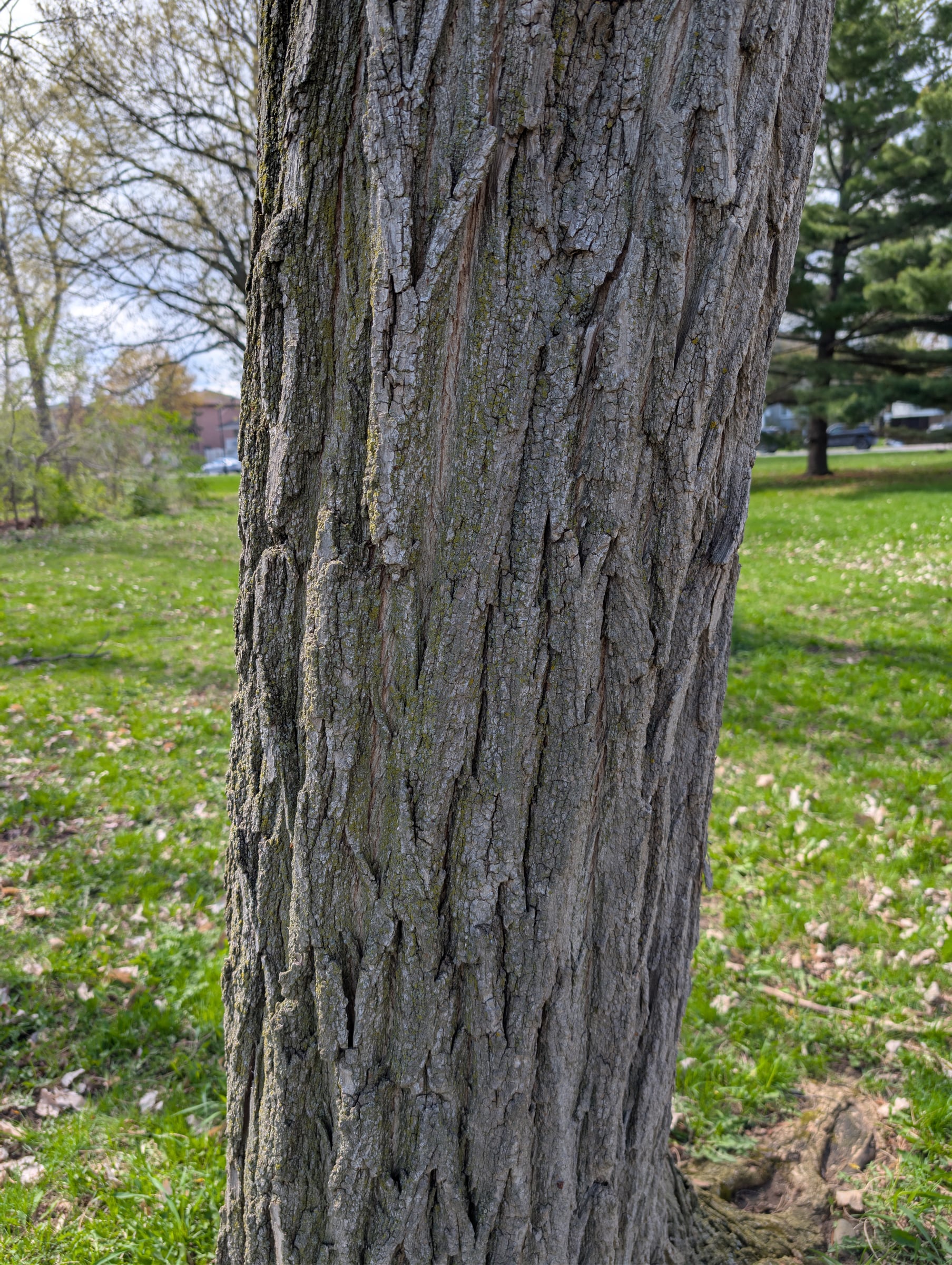 Black Locust / Robinia bark