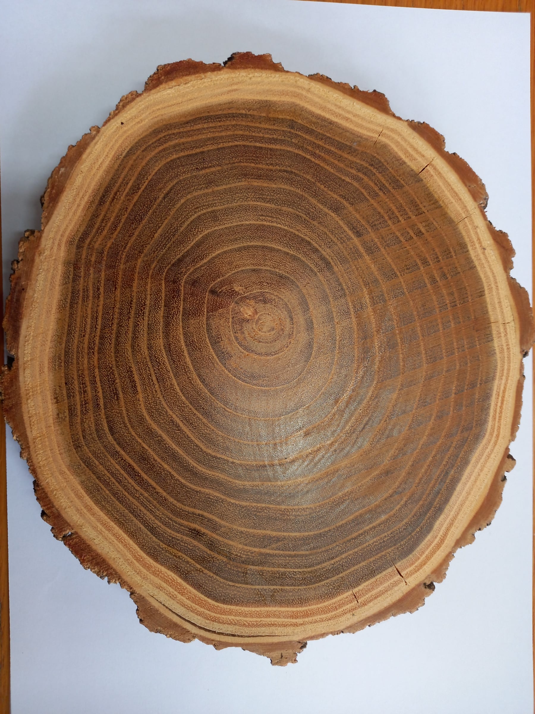 Black Locust / Robinia grain