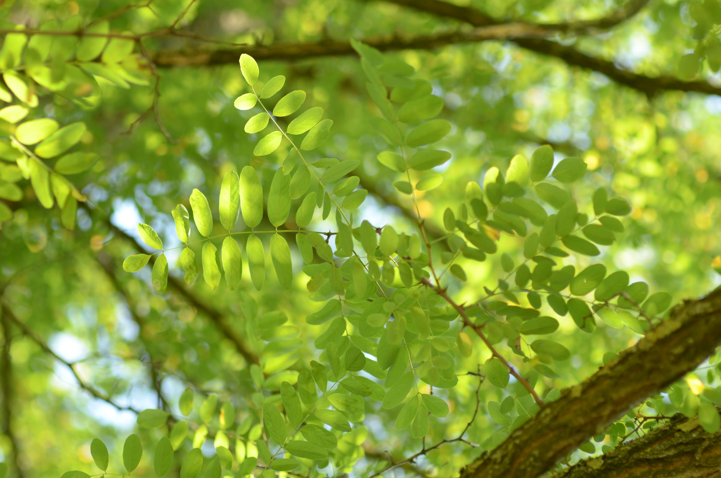 Black Locust / Robinia leaf