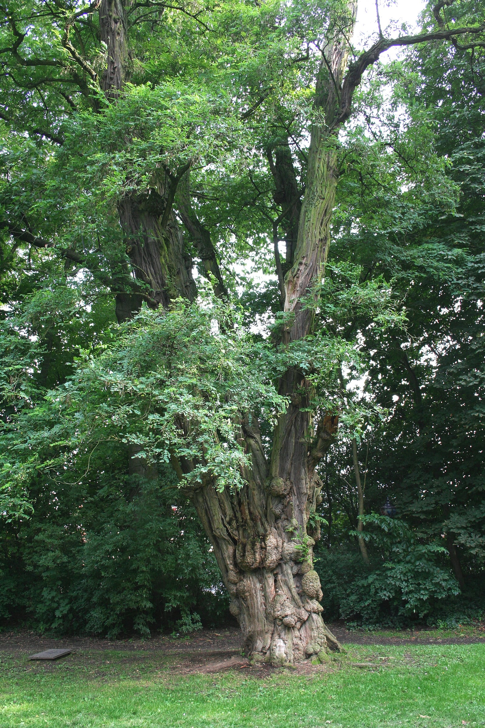 Black Locust / Robinia tree