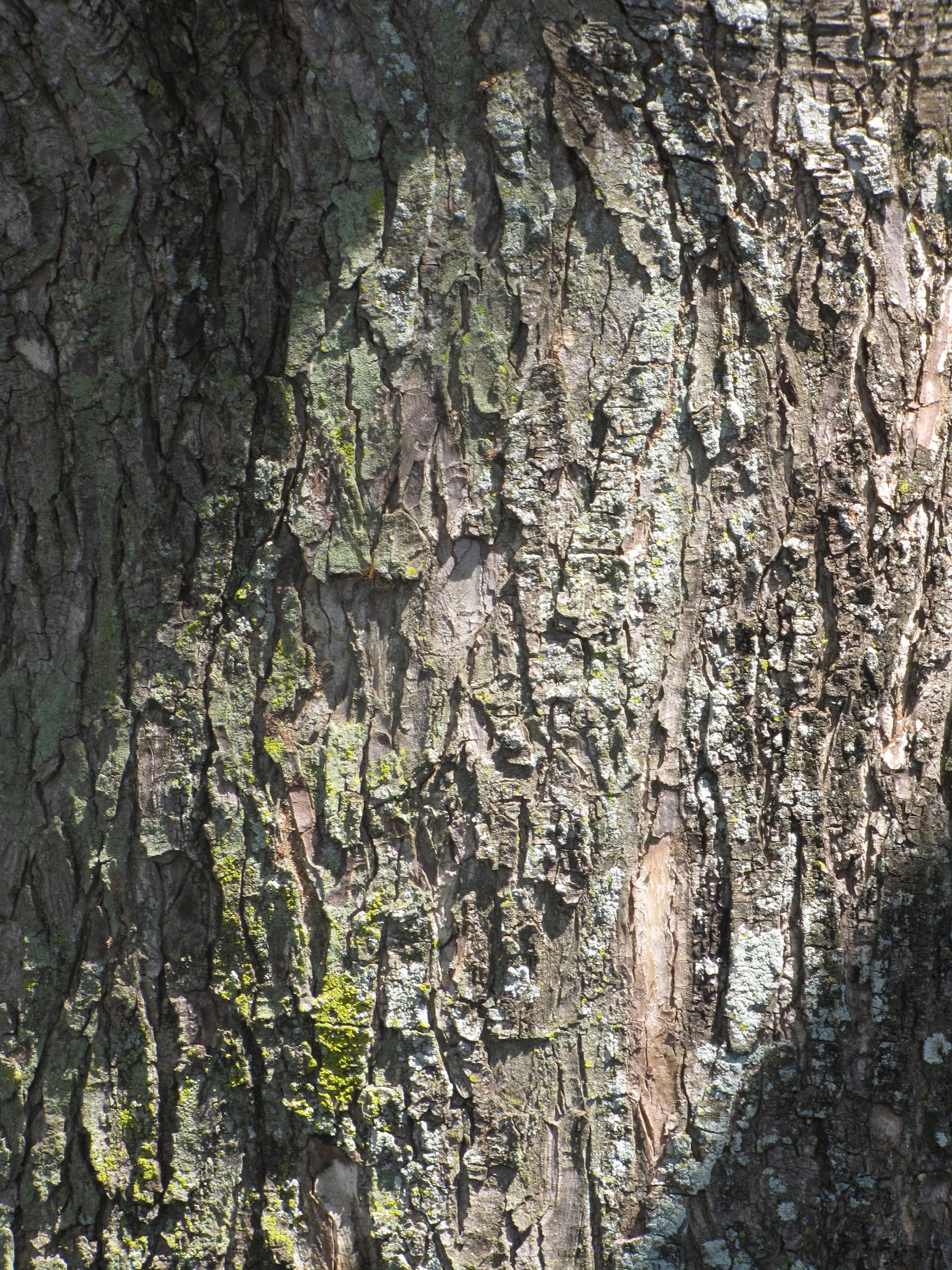 Saman bark