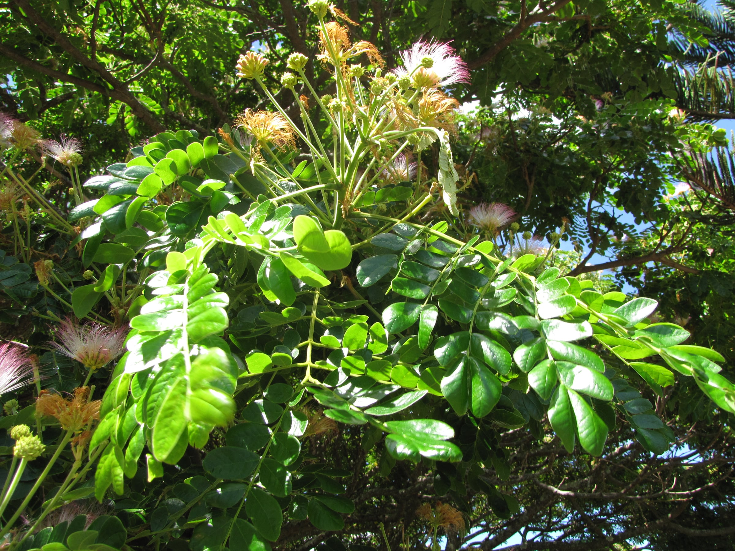Saman leaf
