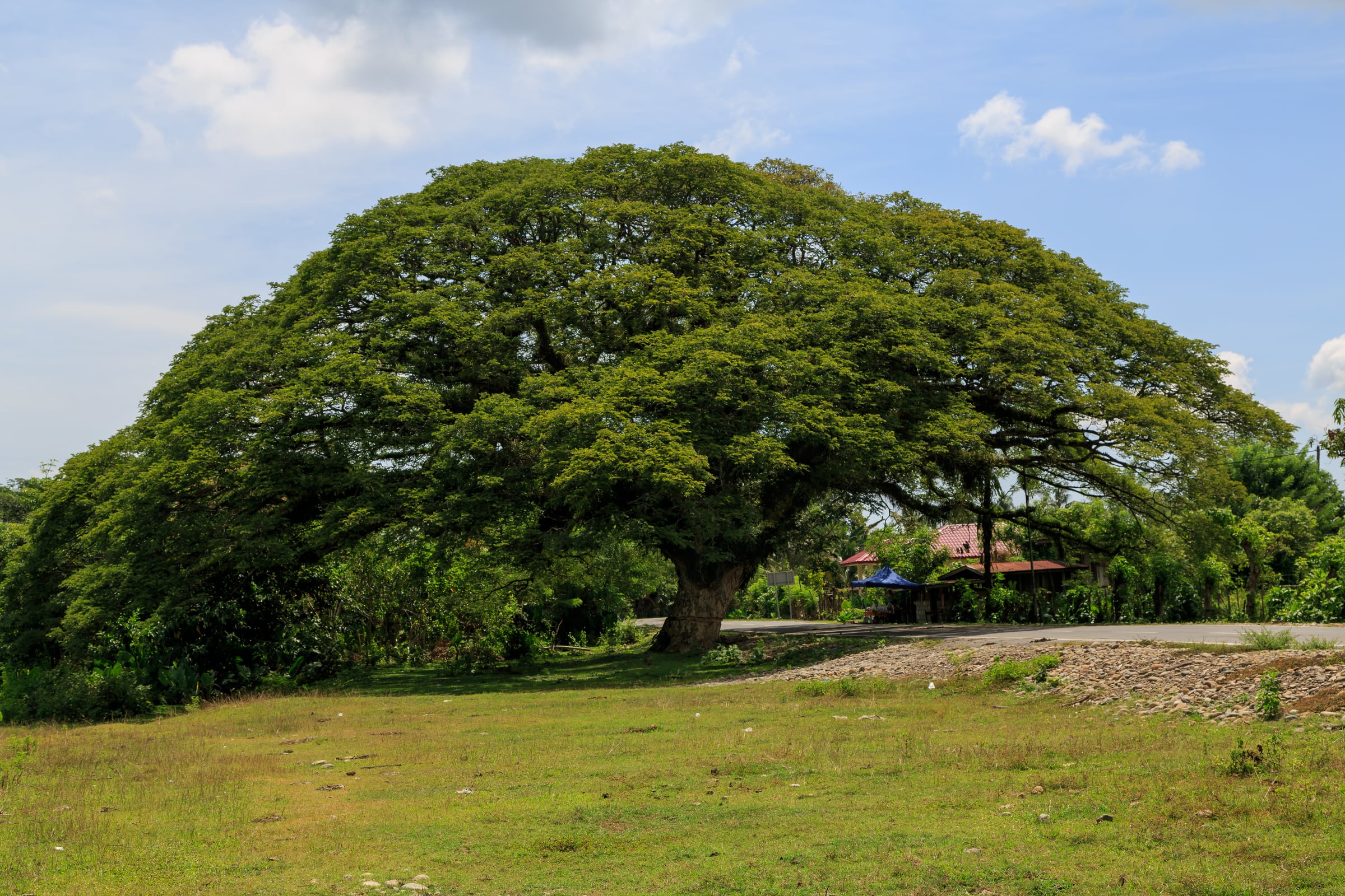Saman tree