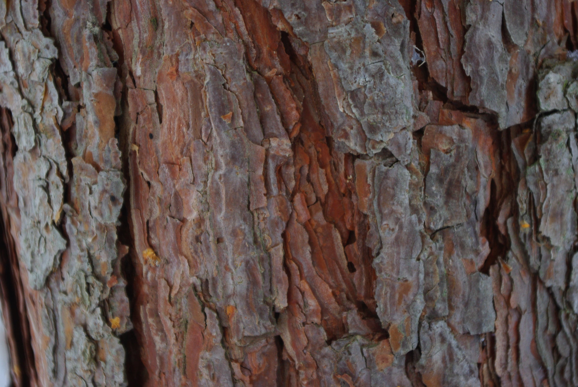 Scots Pine bark
