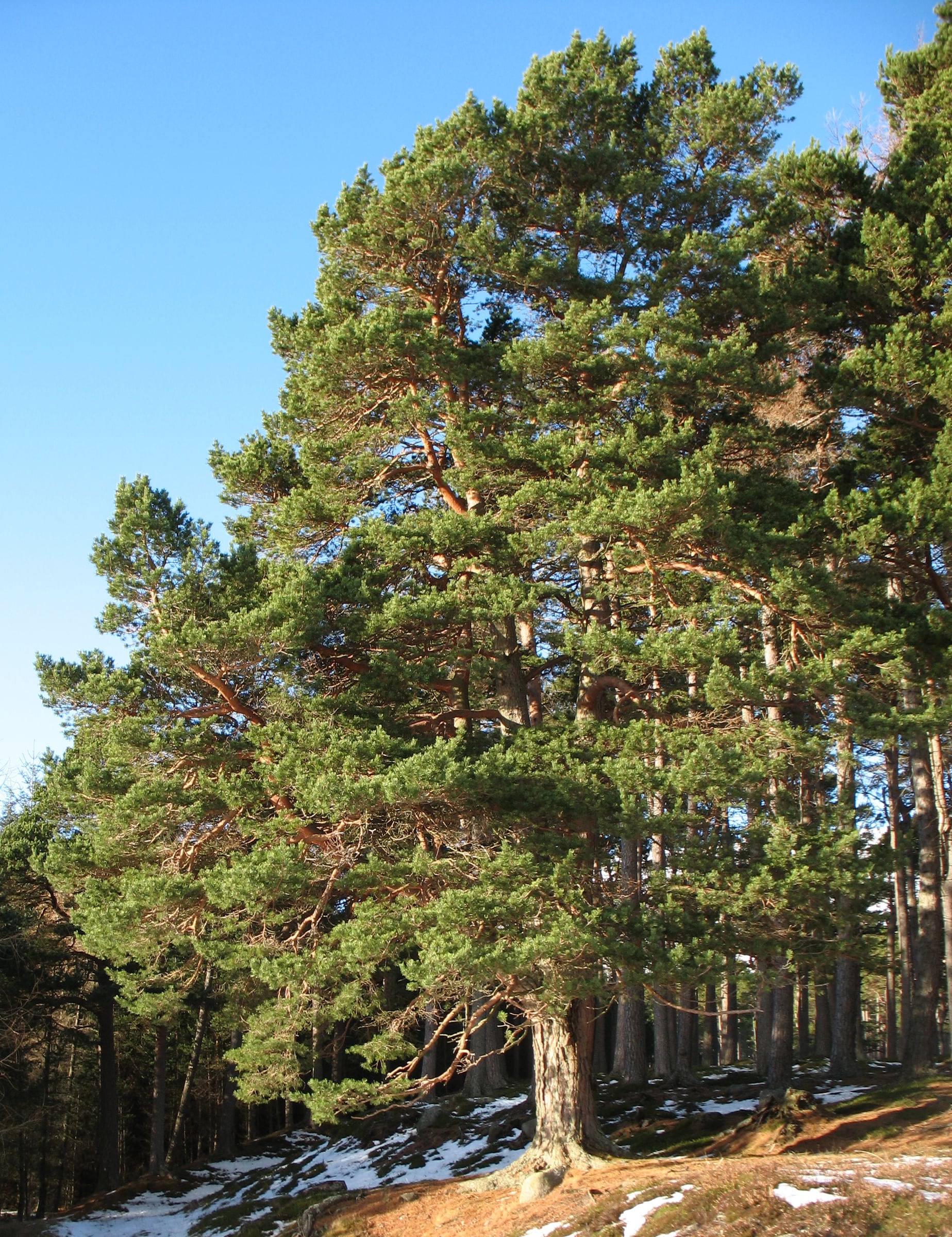 Scots Pine tree