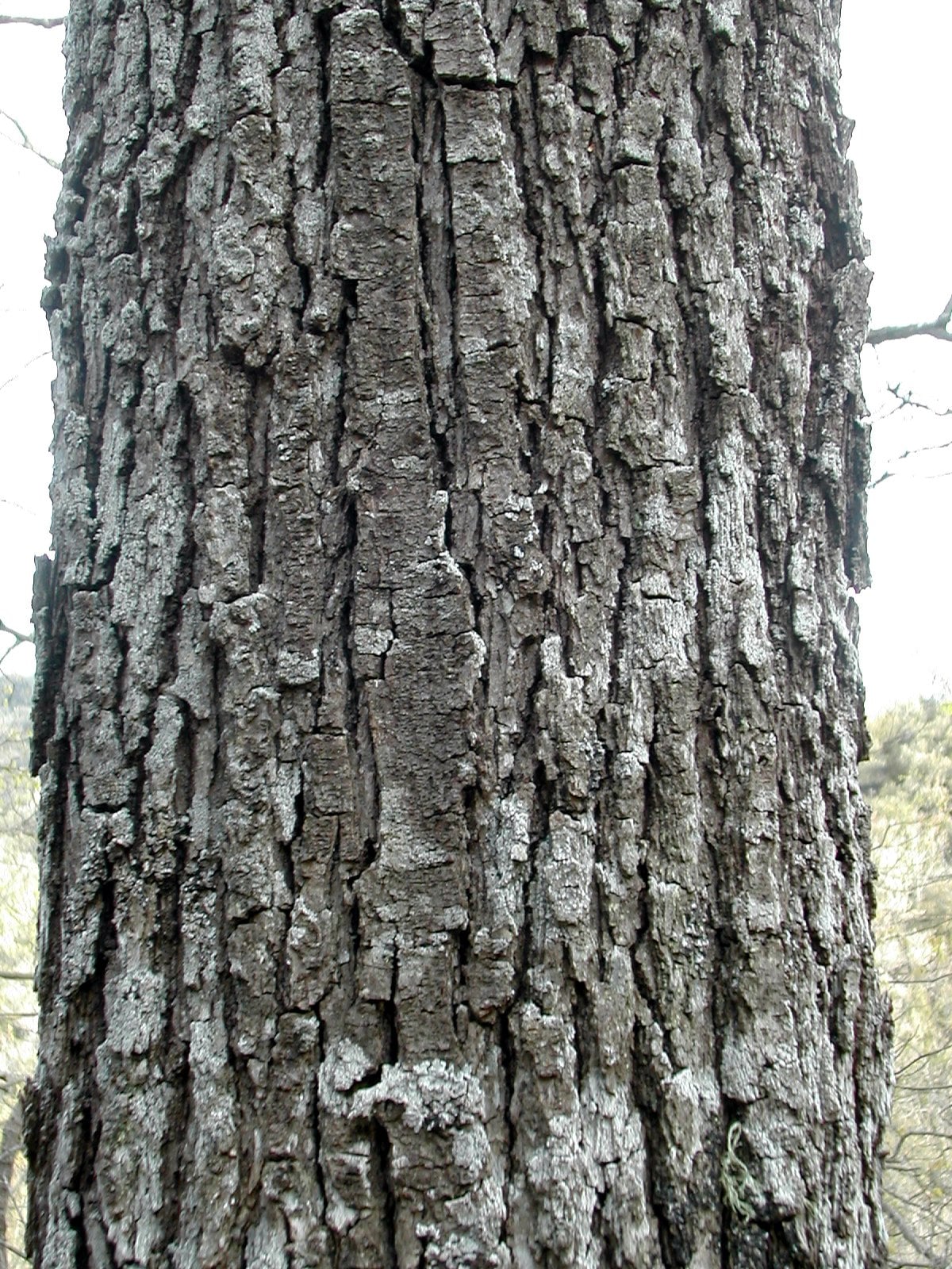 Sessile Oak bark