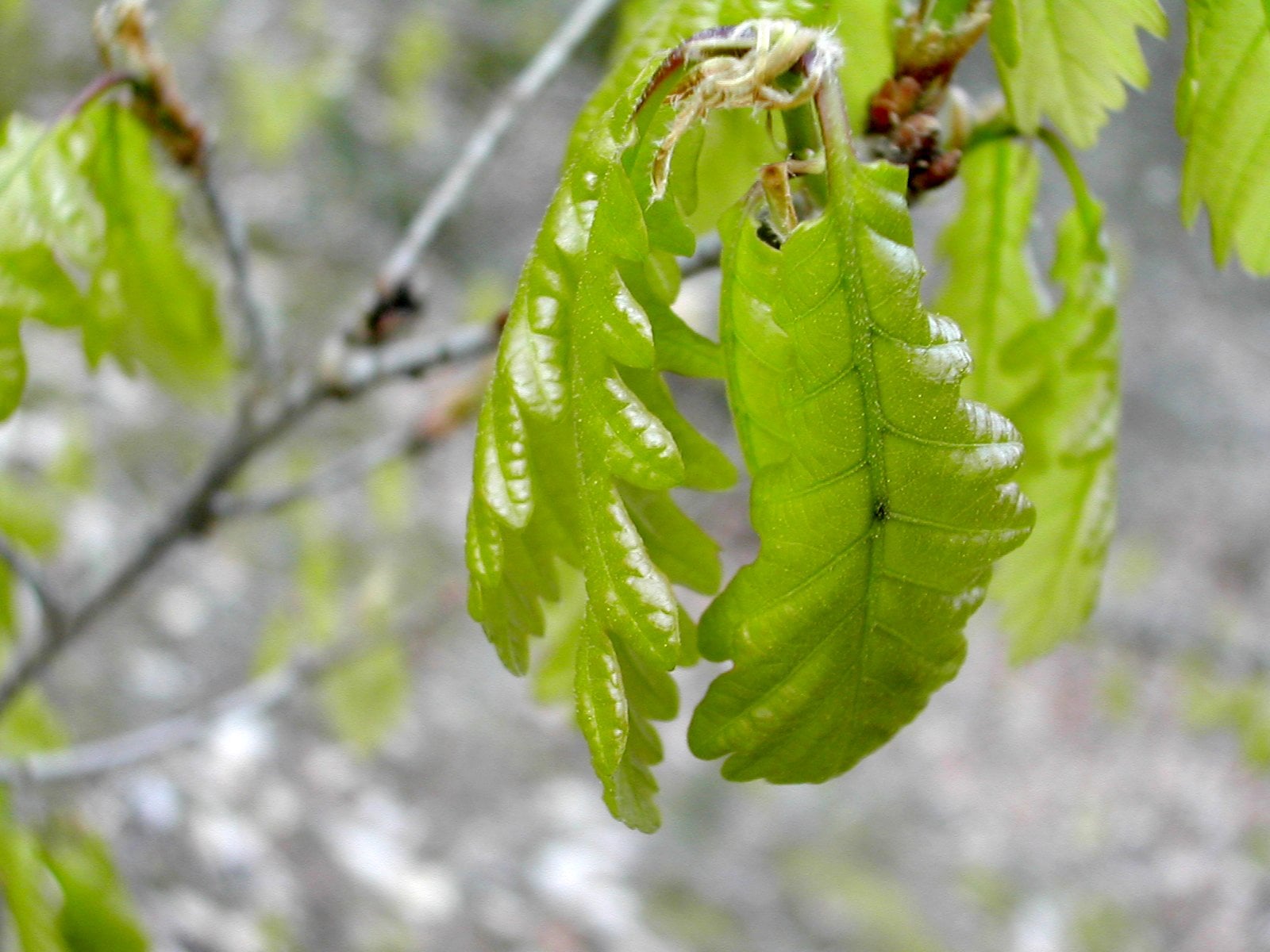Sessile Oak leaf