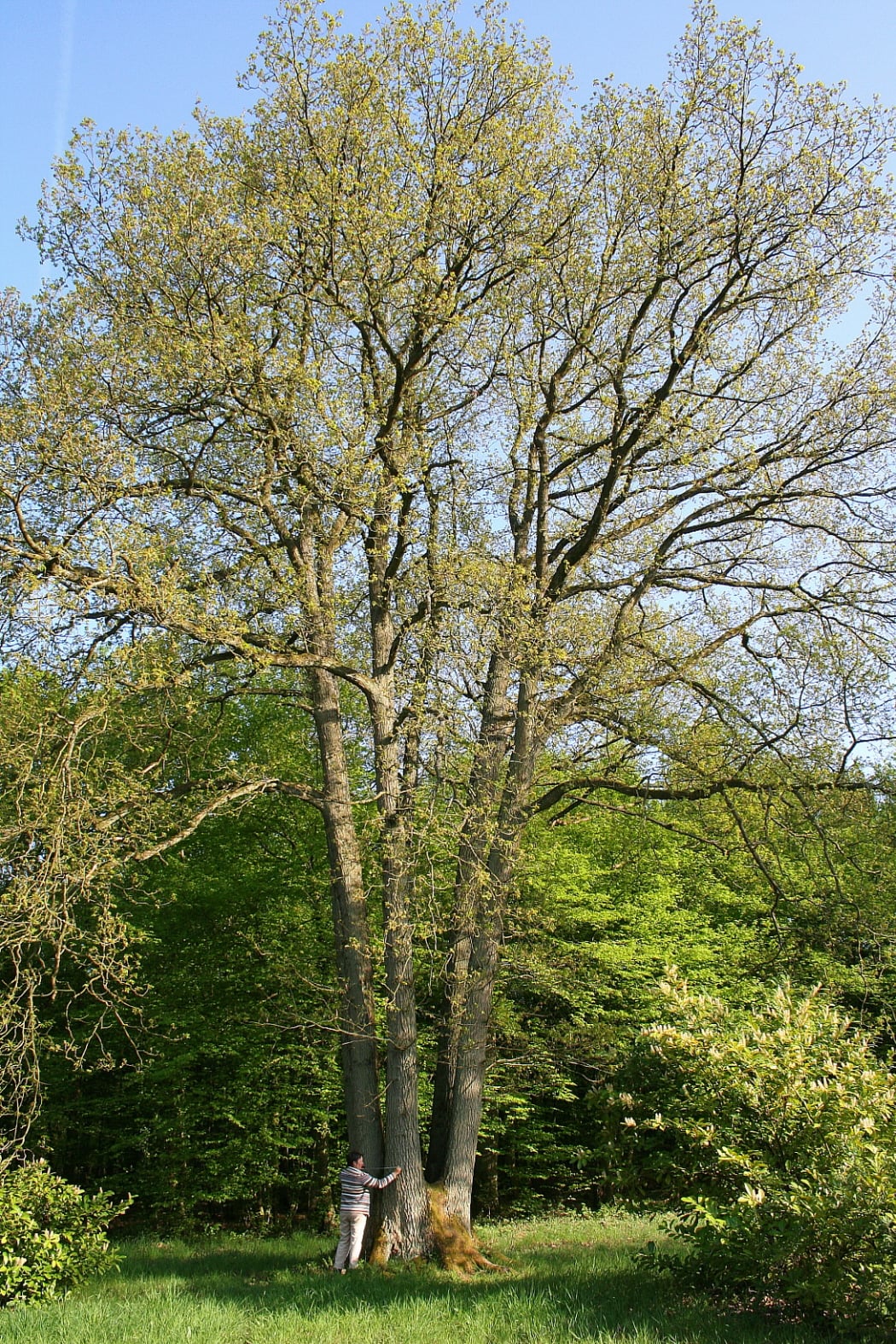 Sessile Oak tree