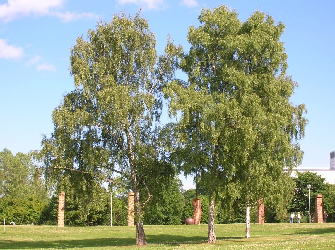 Silver Birch tree