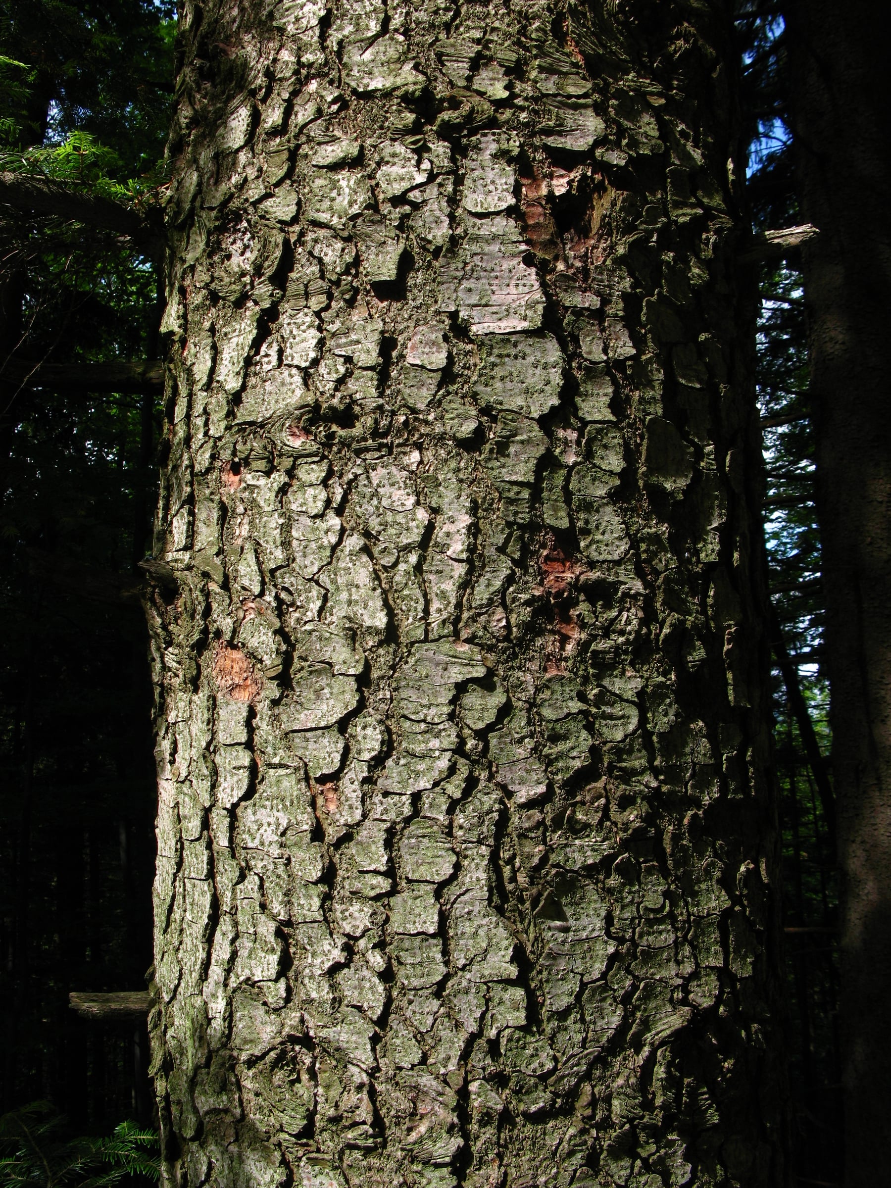 Silver Fir bark
