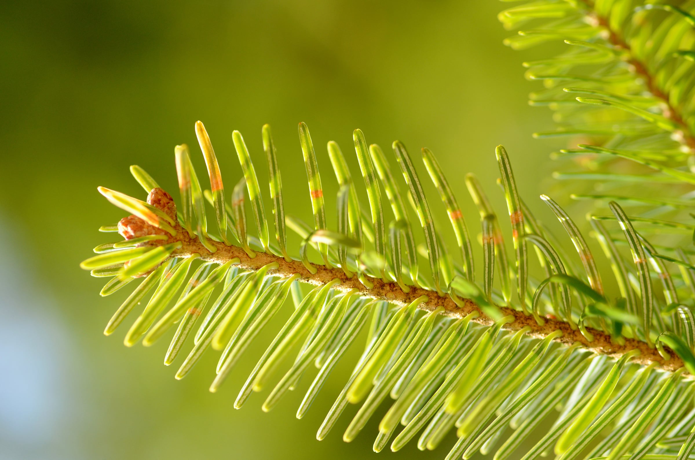 Silver Fir leaf