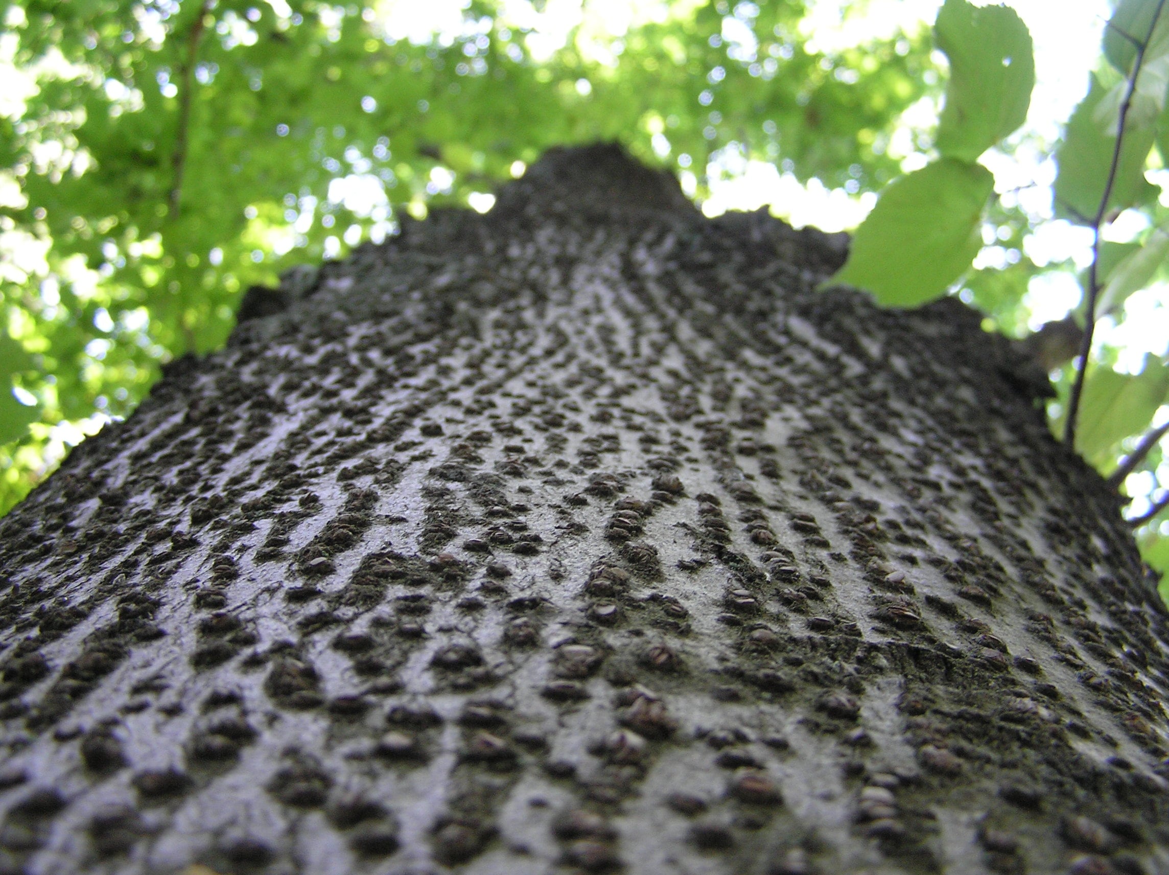 Small-leaved Lime bark