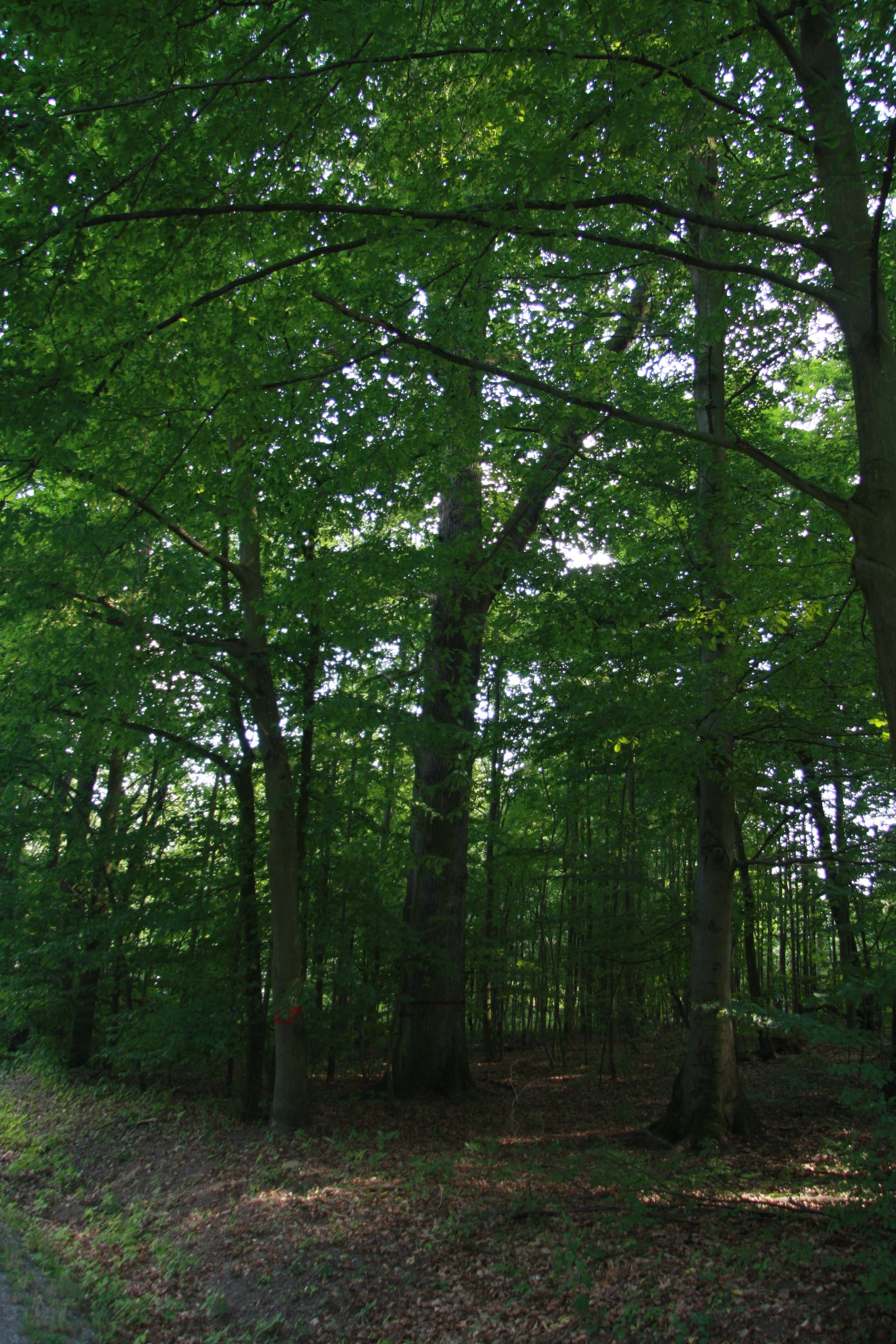 Small-leaved Lime tree