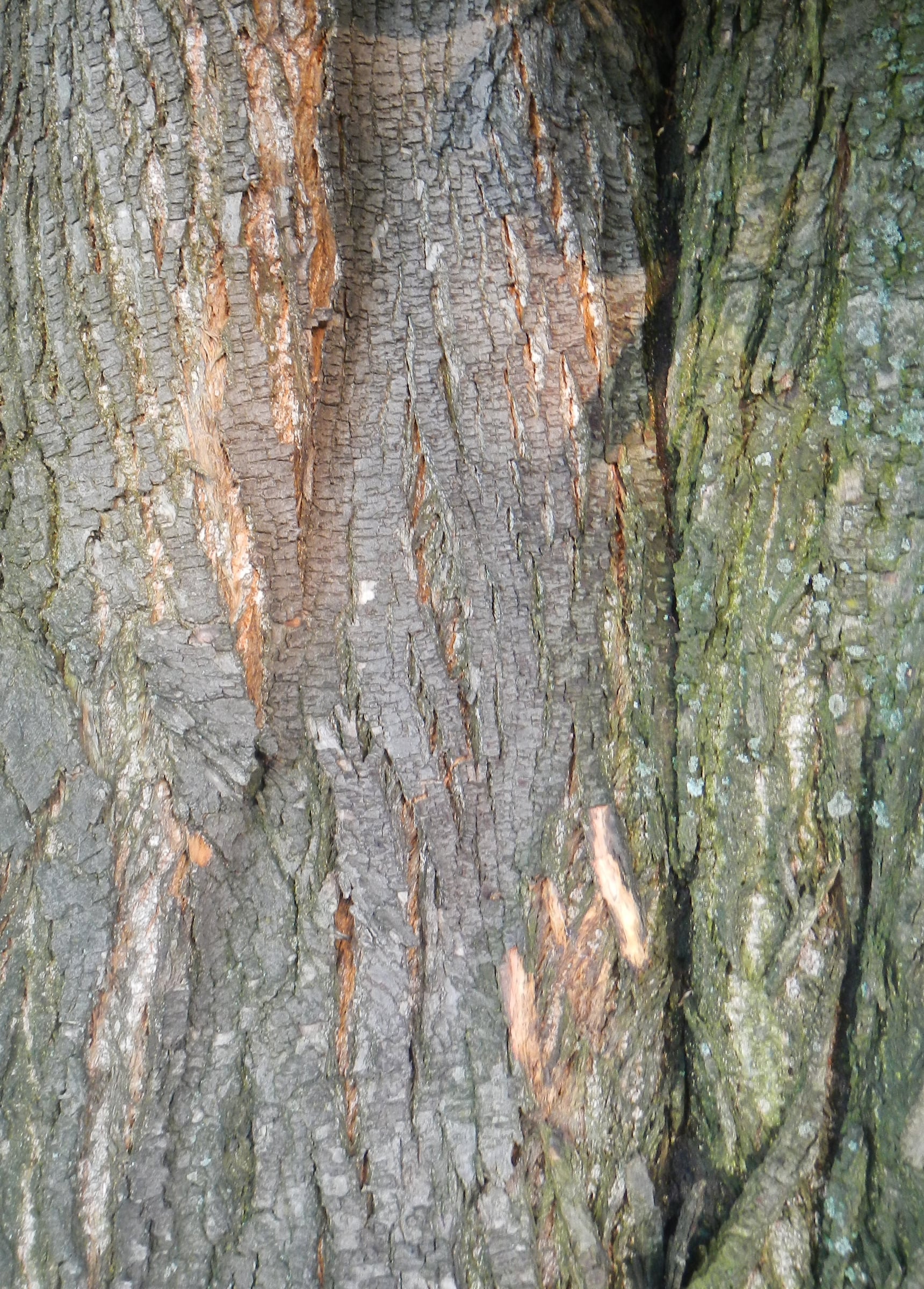 Sweet Chestnut bark