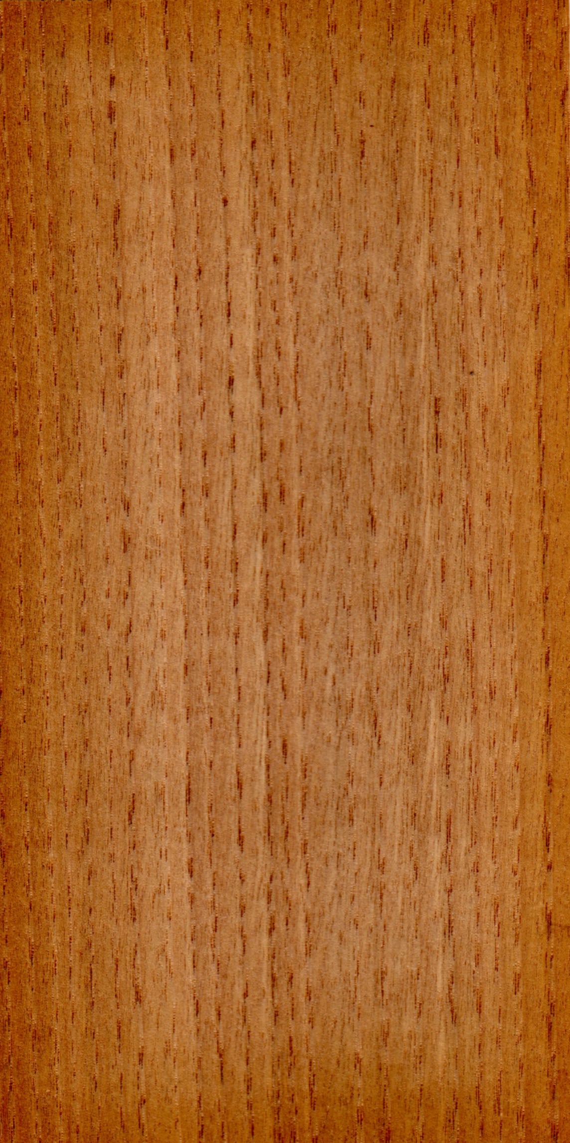 Sweet Chestnut tree