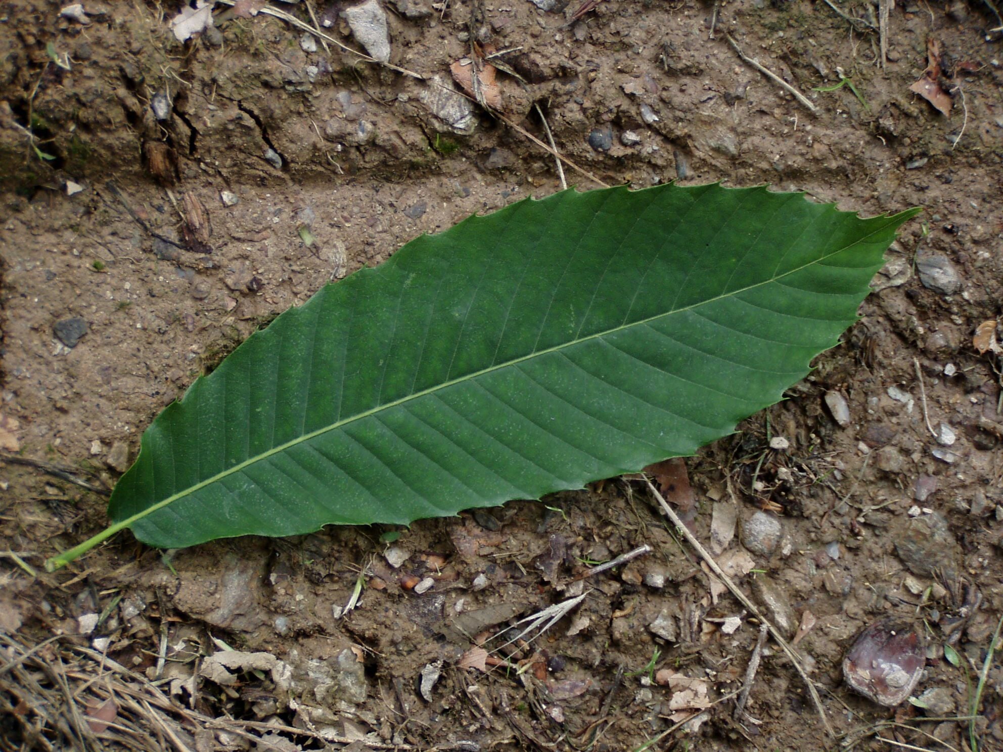 Sweet Chestnut leaf