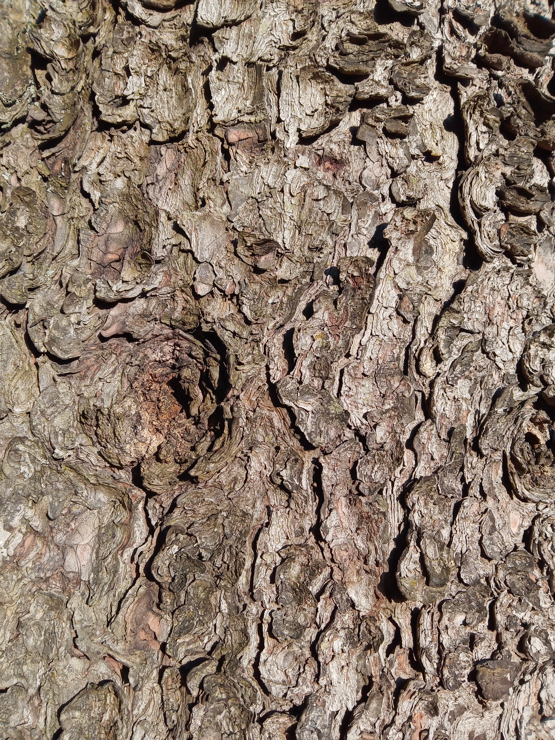 Swiss Stone Pine bark