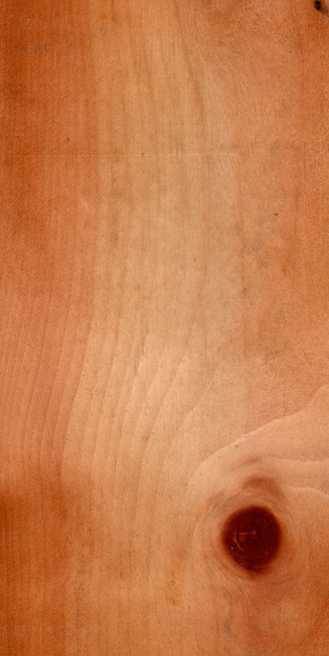 Swiss Stone Pine tree
