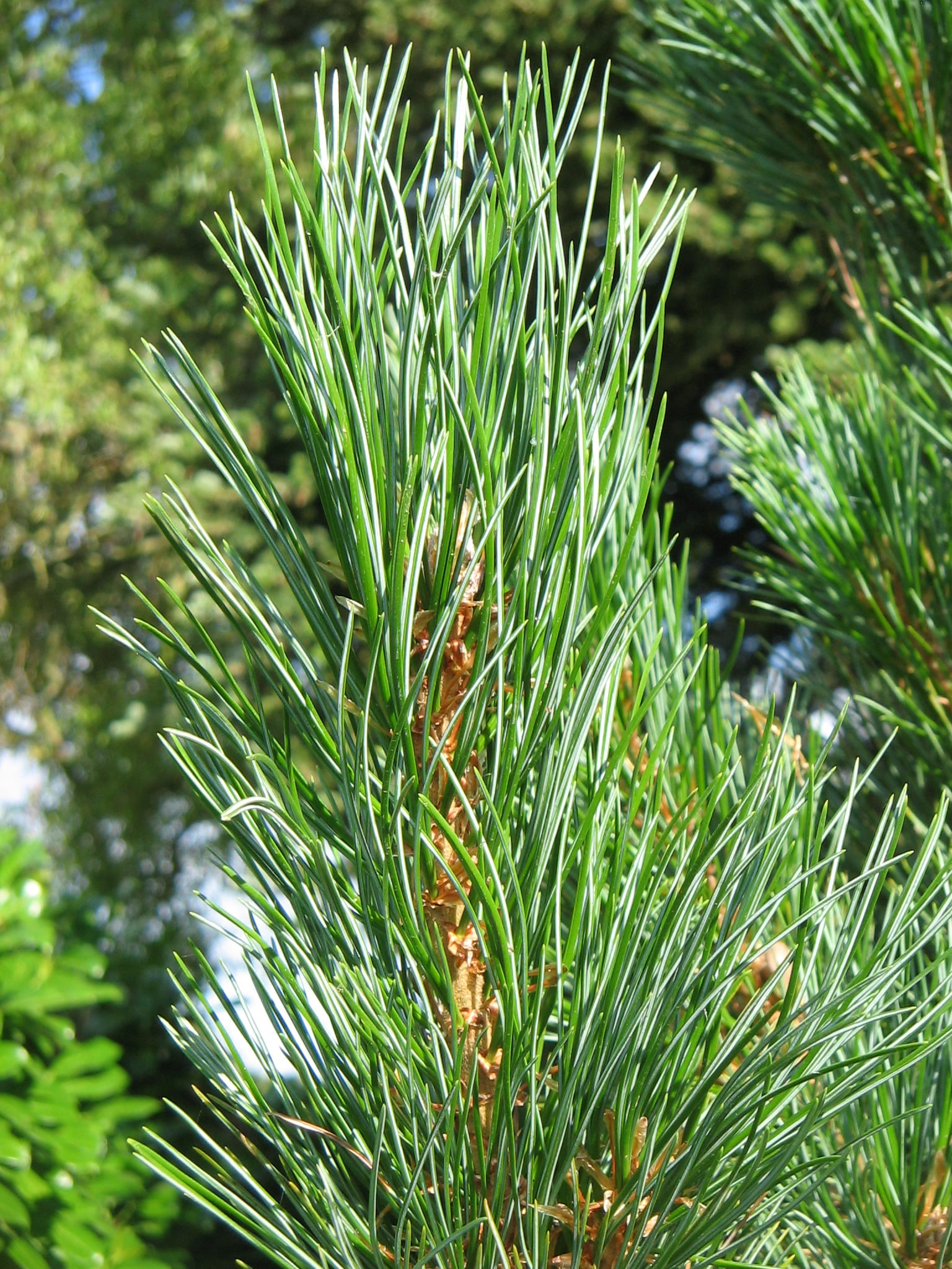 Swiss Stone Pine leaf