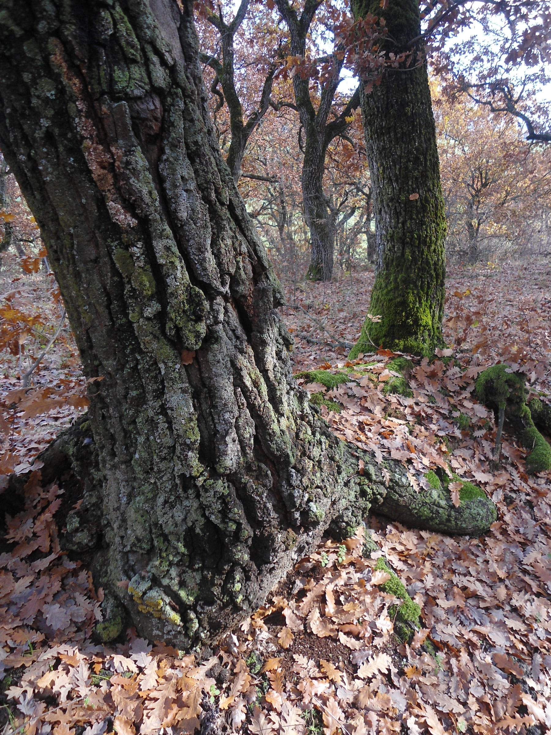 Turkey Oak bark