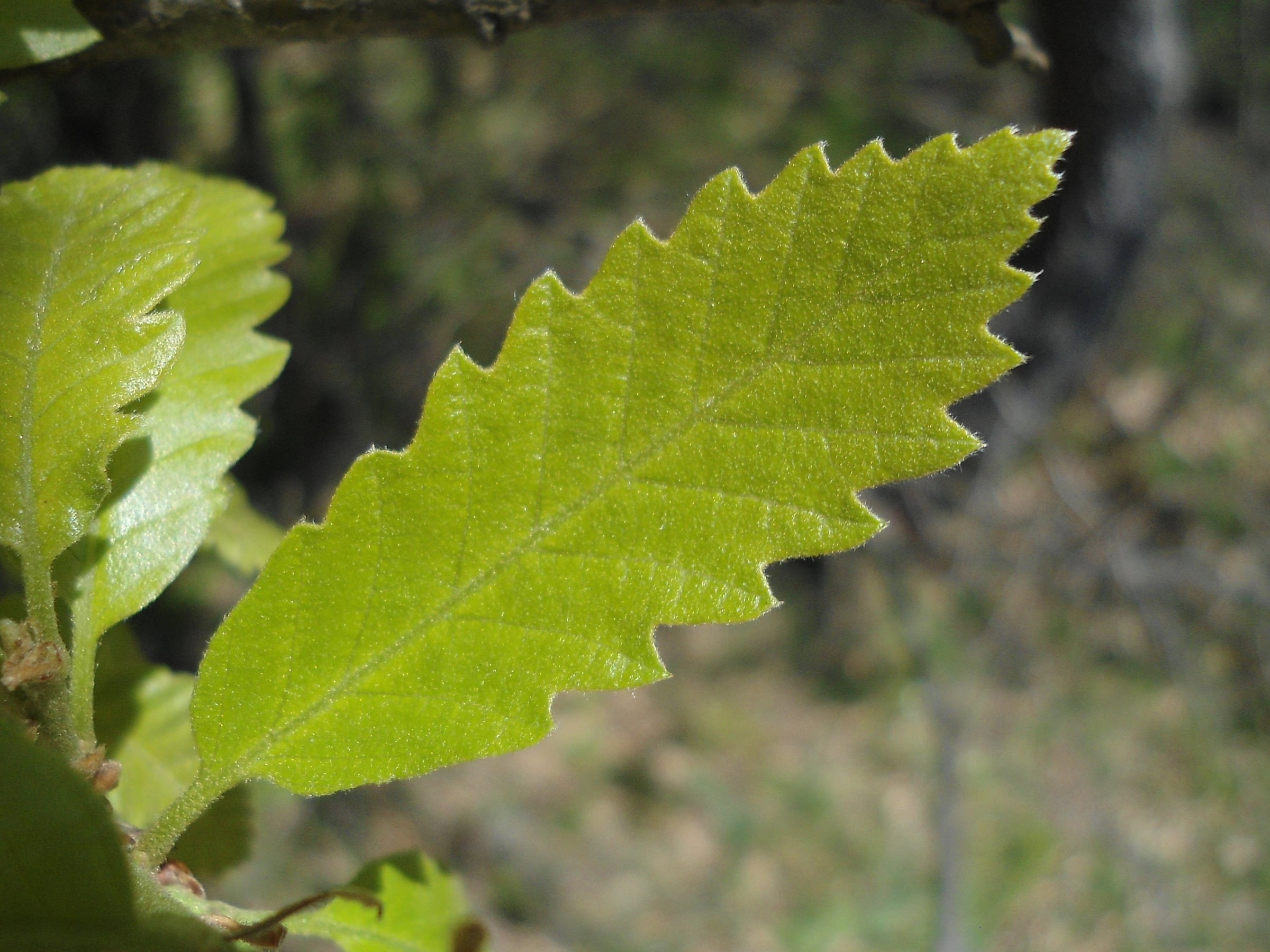 Turkey Oak leaf