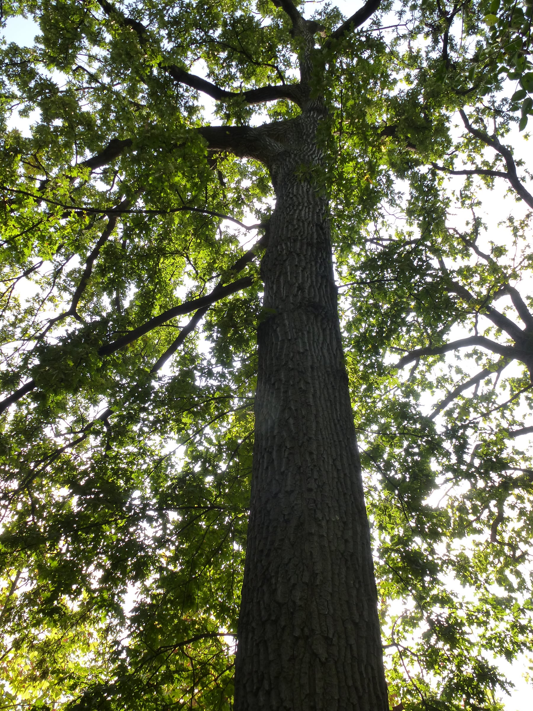 Turkey Oak tree