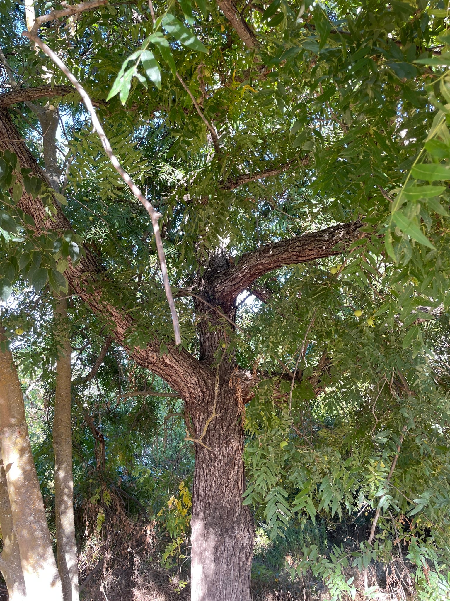 Claro Walnut tree