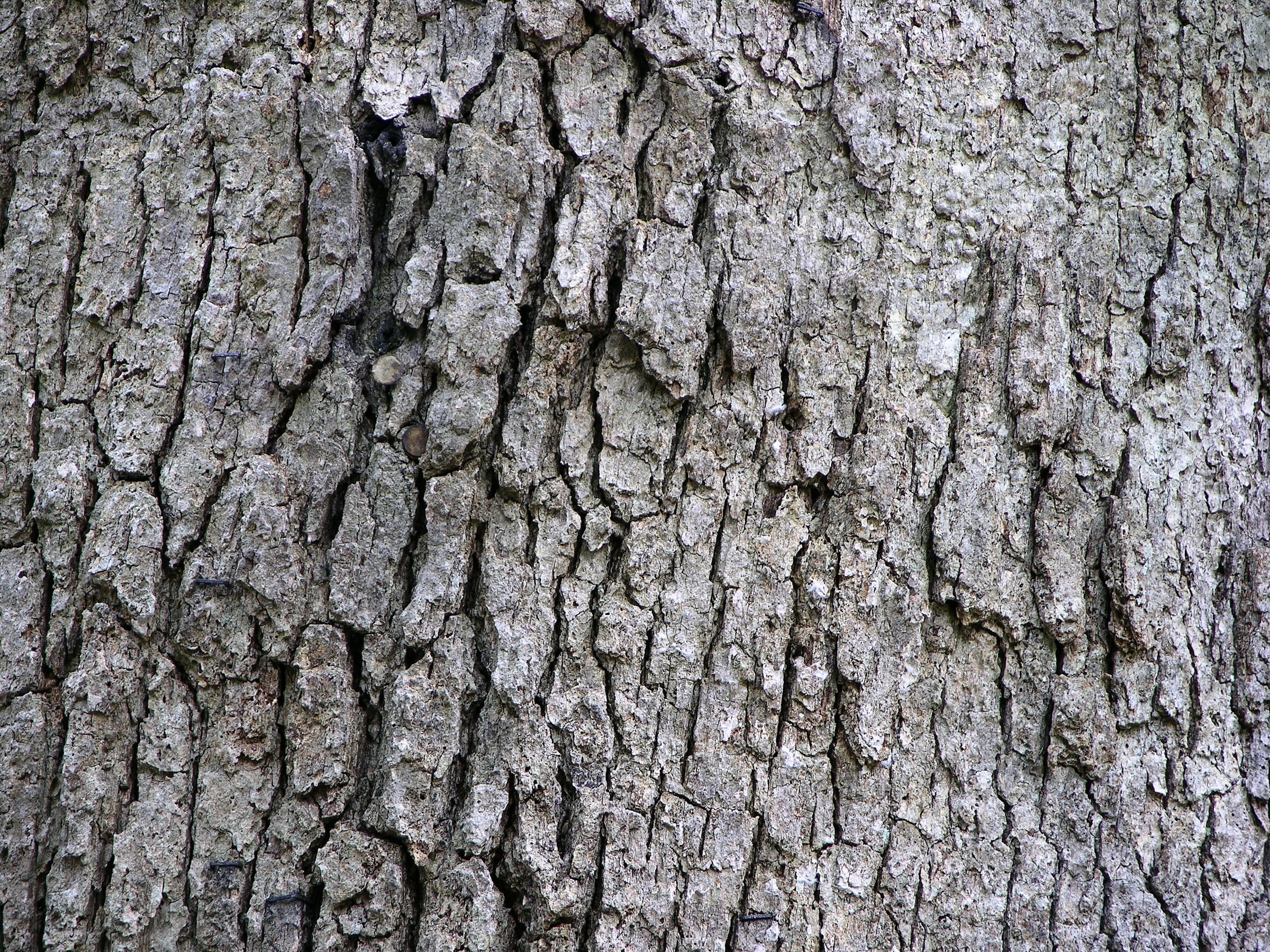 White Oak bark