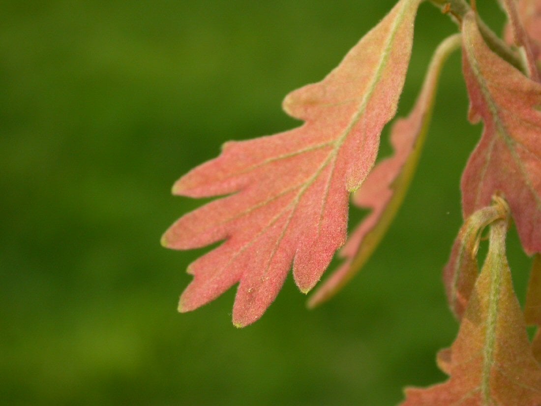 White Oak leaf
