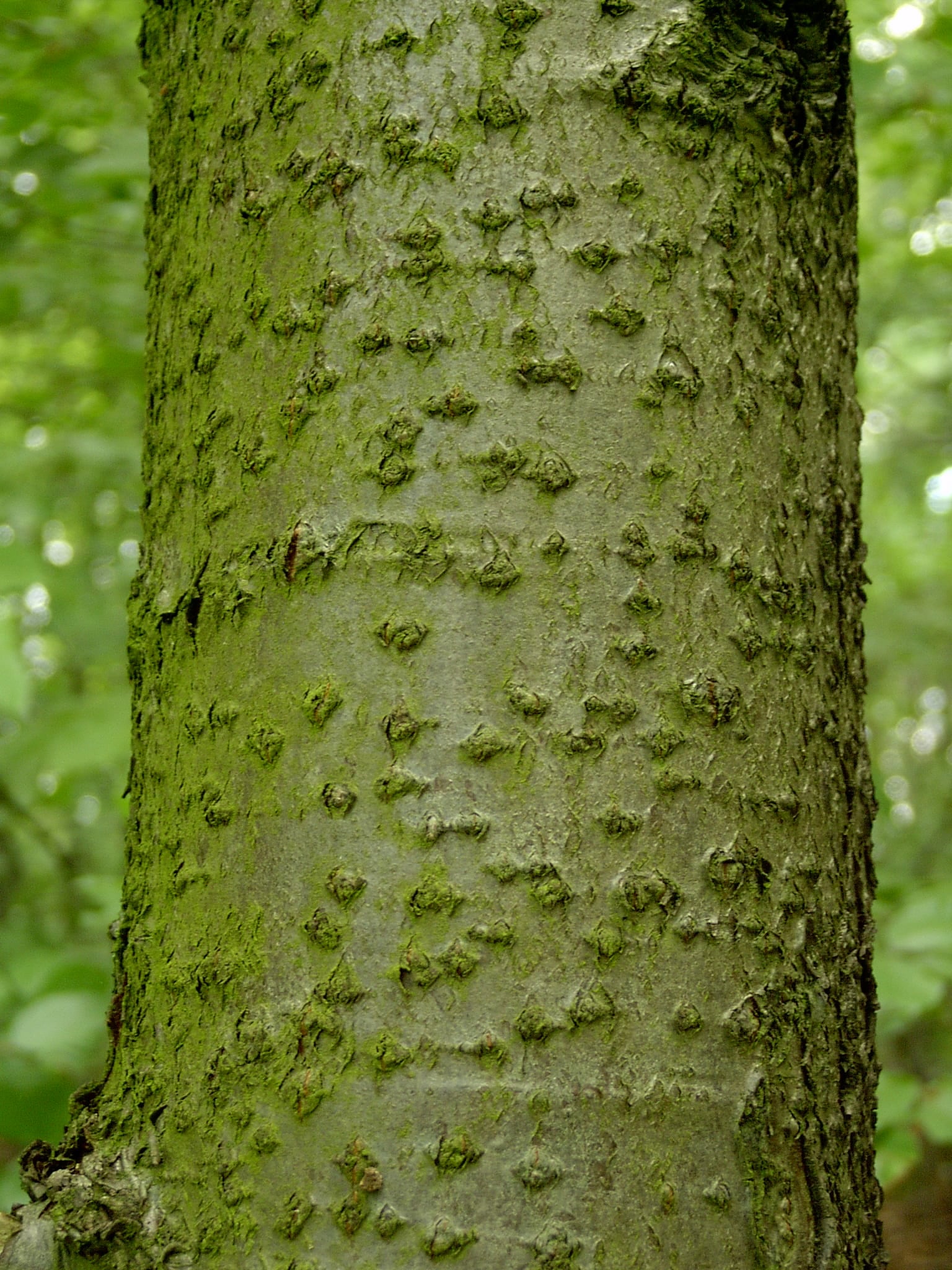 Wild Service Tree bark