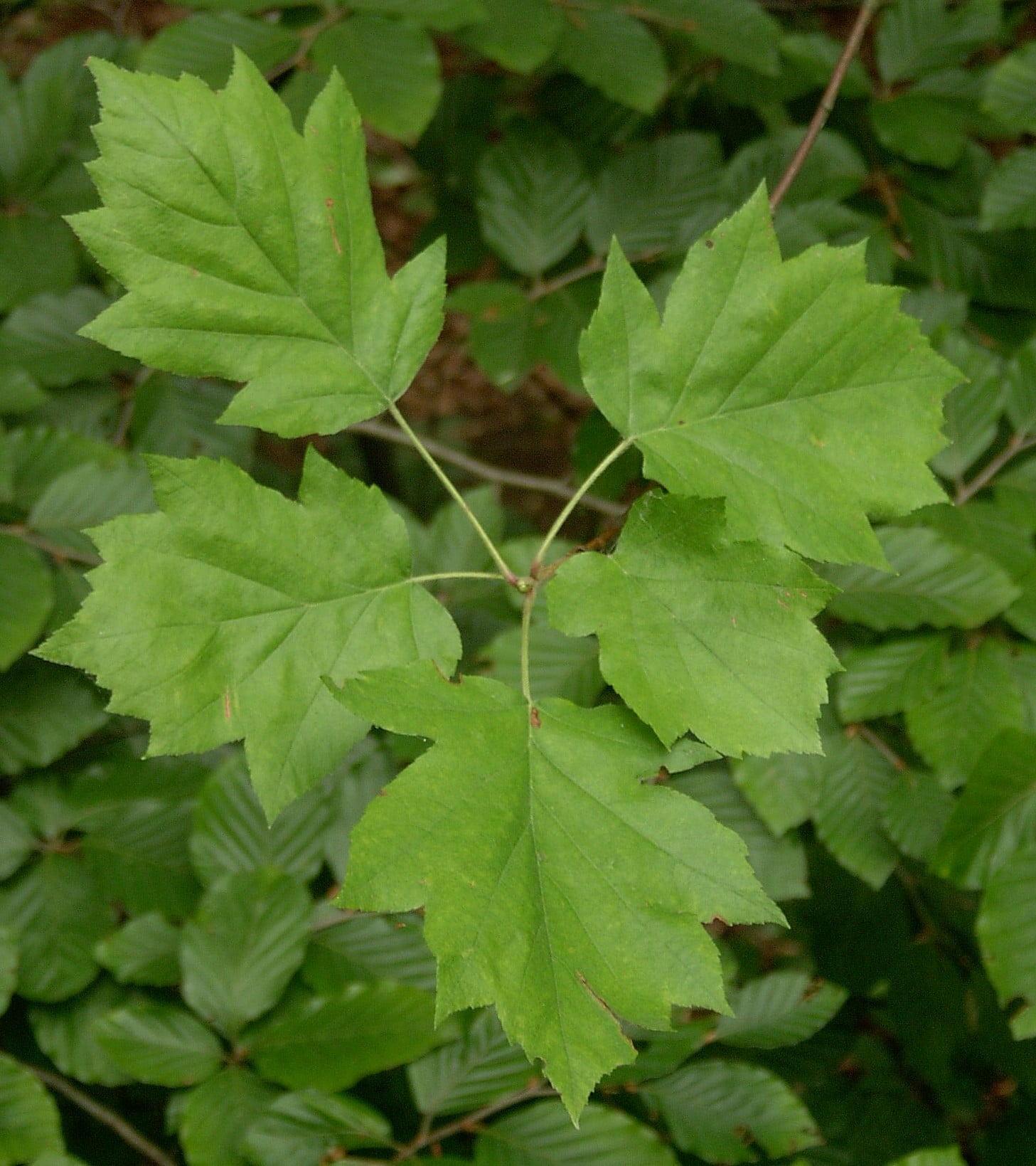 Wild Service Tree leaf