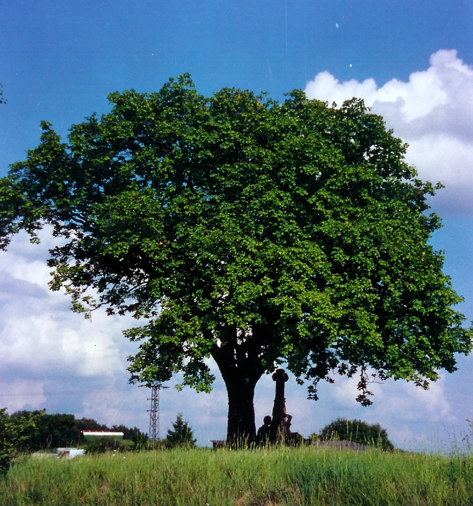 Wild Service Tree tree